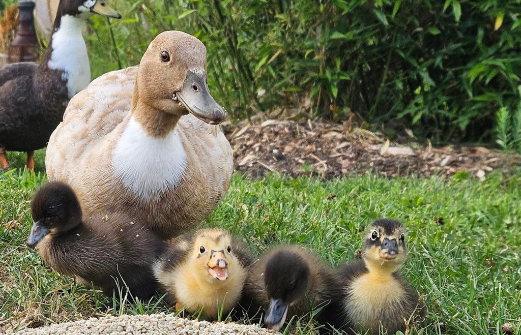 Two ducks with four ducklings on grass with vegetation in the background