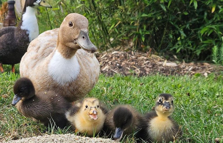 Two ducks with four ducklings on grass with vegetation in the background