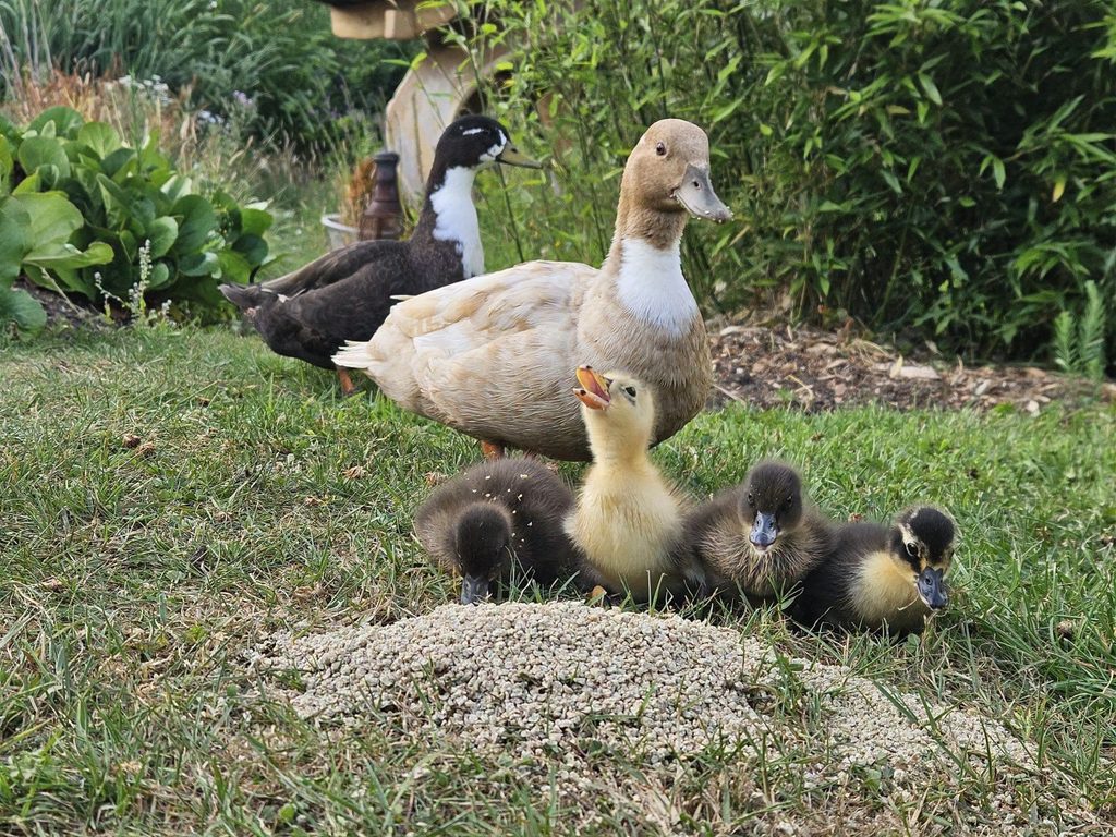 Two ducks with three ducklings on grass with vegetables and other plants in the background