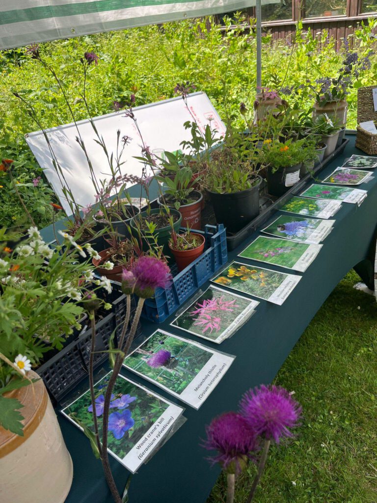 Selection of flowers in pots with laminated photos explaining what each one is. All on a long bench in the sun.
