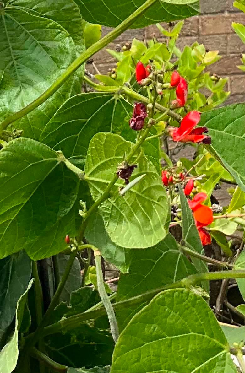 Close up of red flowers on a plant in a greenhouse